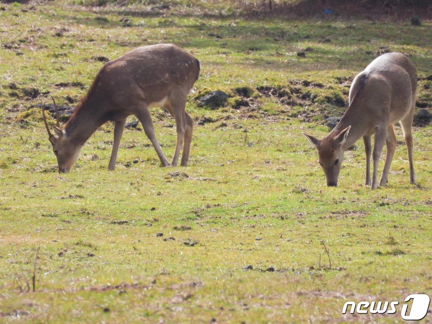 제주 한라산에 서식하는 사슴이 먹이활동을 하고 있다.&#40;제주도 세계유산본부 제공&#41;/뉴스1 