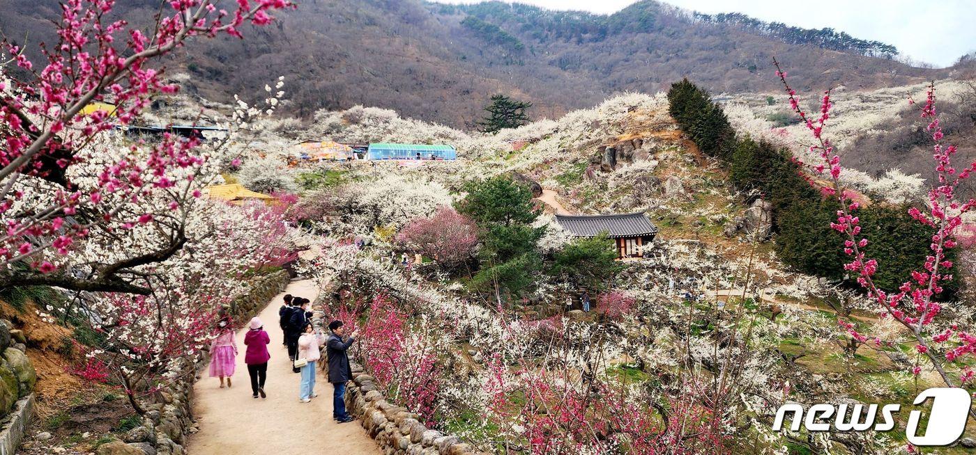 지난 8일 개막한 광양매화축제가  누적 방문객 85만명을 기록하면서 열흘간 대단원의 막을 내렸다.&#40;광양시 제공&#41;2024.3.18/