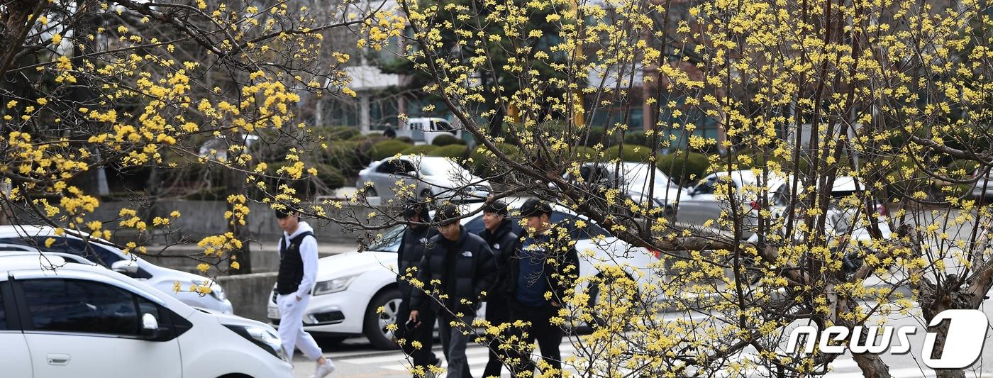 경남의 한 캠퍼스에 노란 산수유 꽃이 활짝 피어 있다. &#40;거창군 제공&#41; 2024.3.19/뉴스1