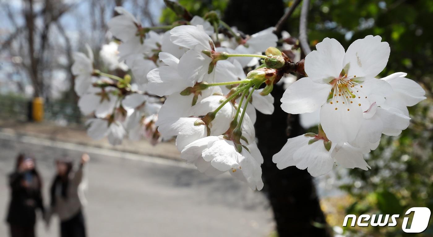 춘분&#40;春分&#41;인 20일 대구 달서구 이월드 벚꽃로드에 활짝 핀 벚꽃이 완연한 봄을 알리고 있다.  2024.3.20/뉴스1 ⓒ News1 공정식 기자