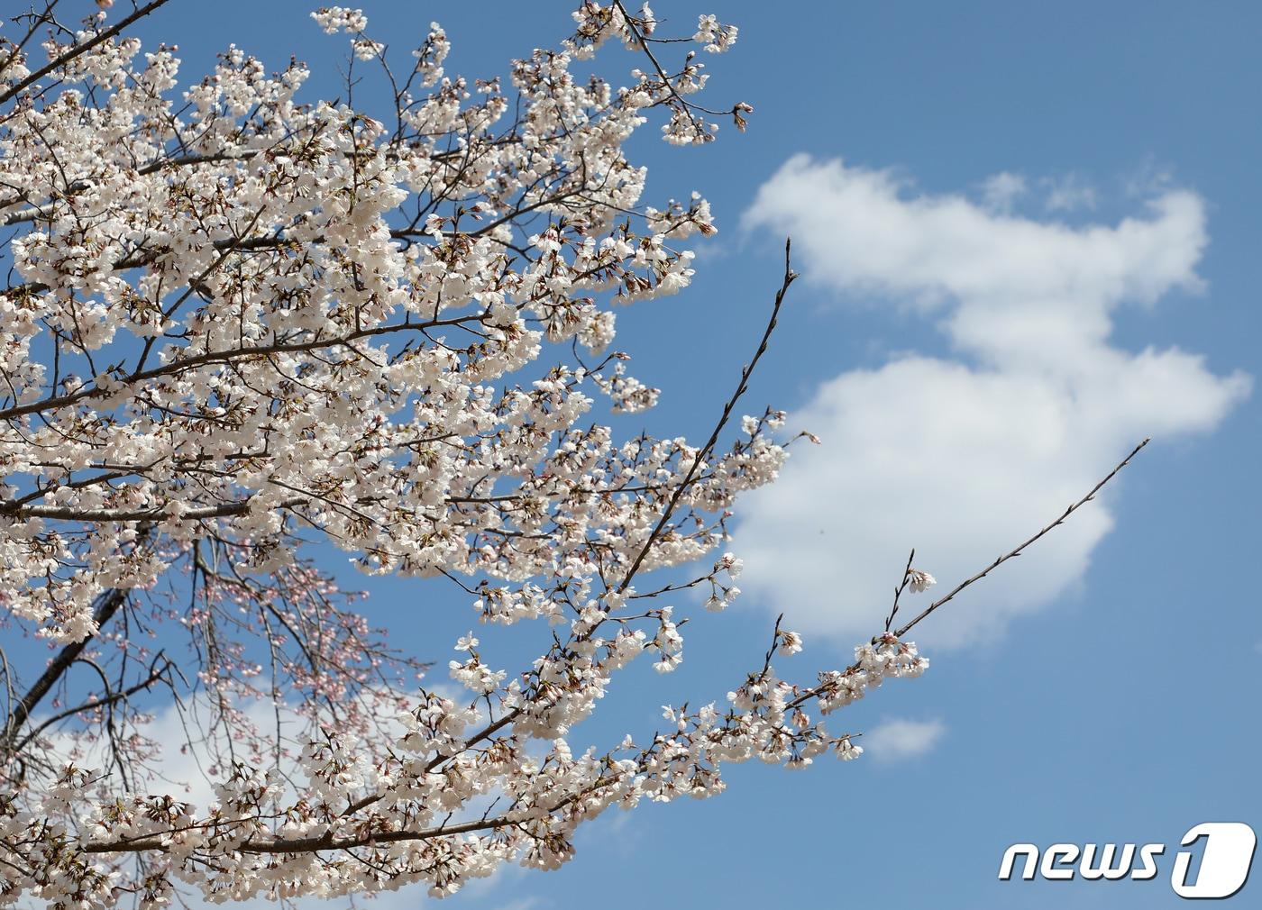 지난달 20일 오후 경남 창원시 진해구 경화역공원에 벚나무 몇그루가 개화해 눈길을 끌고 있다.  2024.3.20/뉴스1 ⓒ News1 윤일지 기자