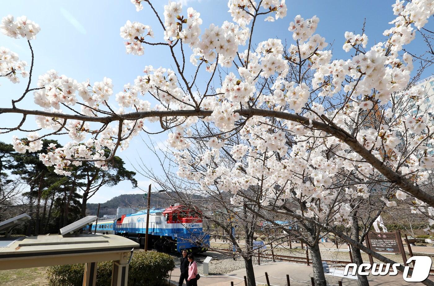 절기상 춘분&#40;春分&#41;인 20일 오후 경남 창원시 진해구 경화역공원에 벚나무 몇그루가 개화해 눈길을 끌고 있다. 2024.3.20/뉴스1 ⓒ News1 윤일지 기자