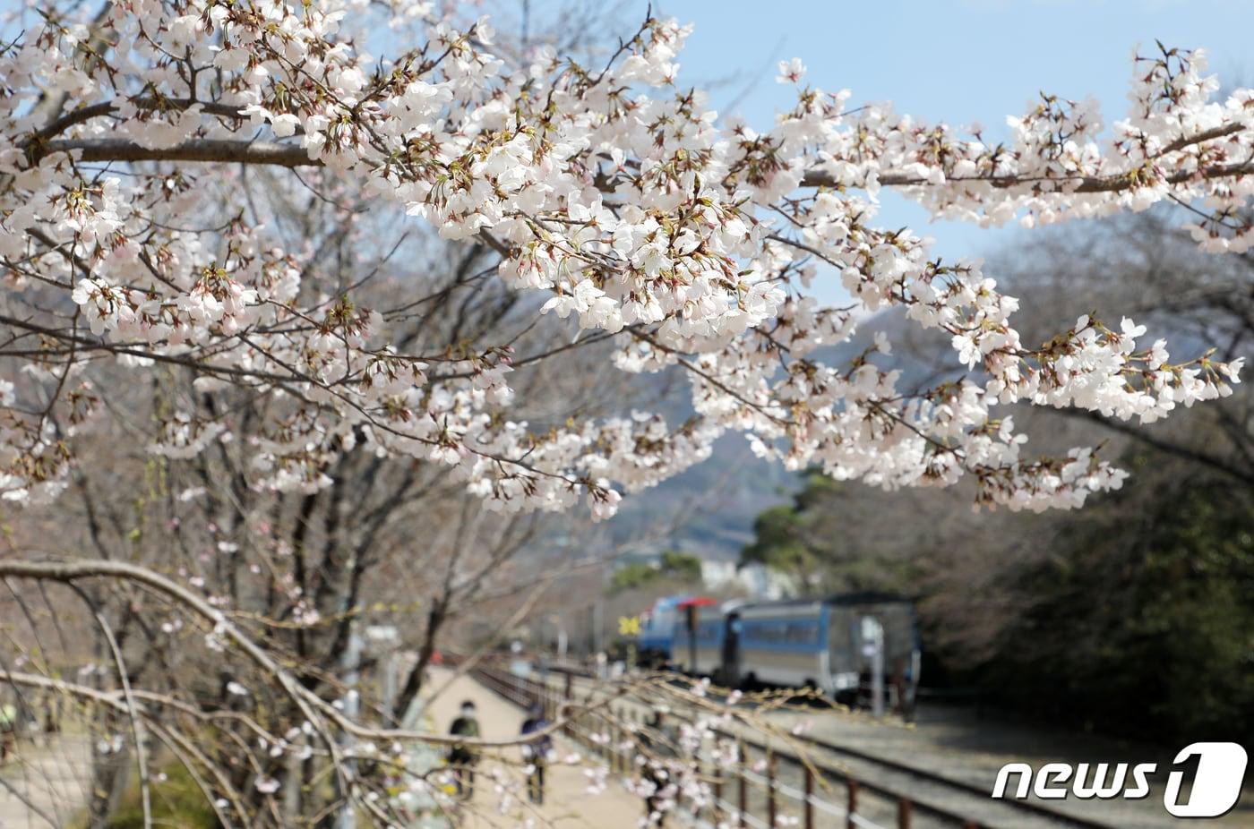 절기상 춘분&#40;春分&#41;인 20일 오후 경남 창원시 진해구 경화역공원에 벚나무 몇그루가 개화해 눈길을 끌고 있다. 국내 대표 벚꽃 축제인 진해군항제는 오는 22일 개막전야제를 시작으로 4월 1일까지 열린다. 2024.3.20/뉴스1 ⓒ News1 윤일지 기자