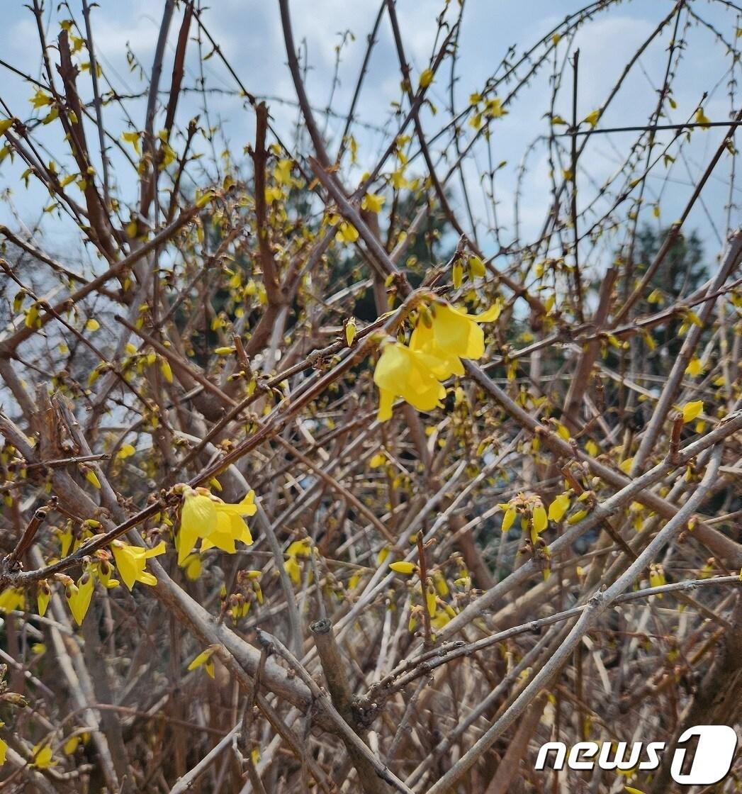 지난 17일 광주 북구 운암동 광주지방기상청에 개나리가 피어있다. &#40;기상청 제공&#41; 2024.3.21/뉴스1