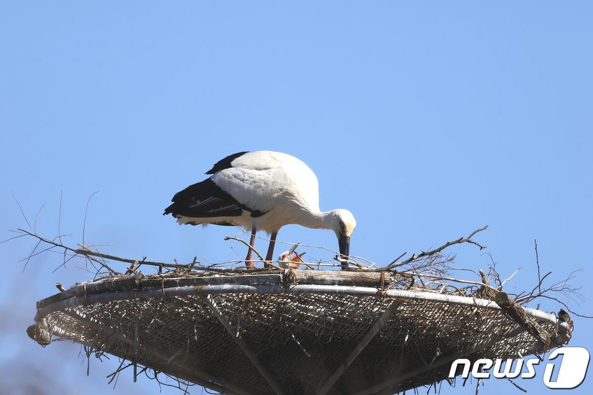 서산 야생·인공증식된 황새 부부가 둥지에서 새끼들에게 먹이를 주는 모습.&#40;서산시 제공&#41;/뉴스1