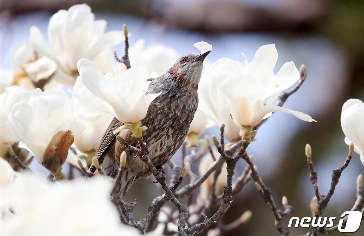 꽃샘추위가 누그러지고 봄기운이 한층 짙어진 22일 대구 도심의 한 목련나무에 날아든 직박구리가 활짝 핀 목련 꽃잎을 쪼아먹고 있다. 2024.3.22/뉴스1 ⓒ News1 공정식 기자