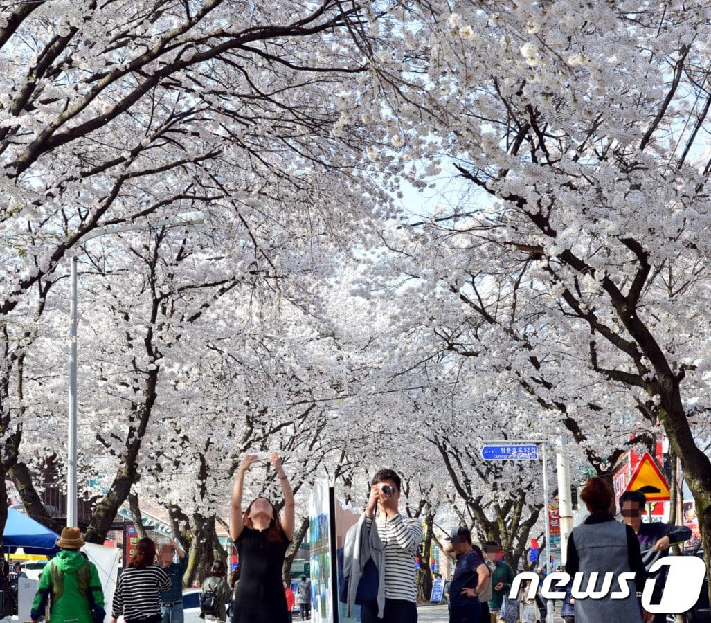 청풍호벚꽃축제.&#40;제천시 제공&#41;2024.3.24/뉴스1