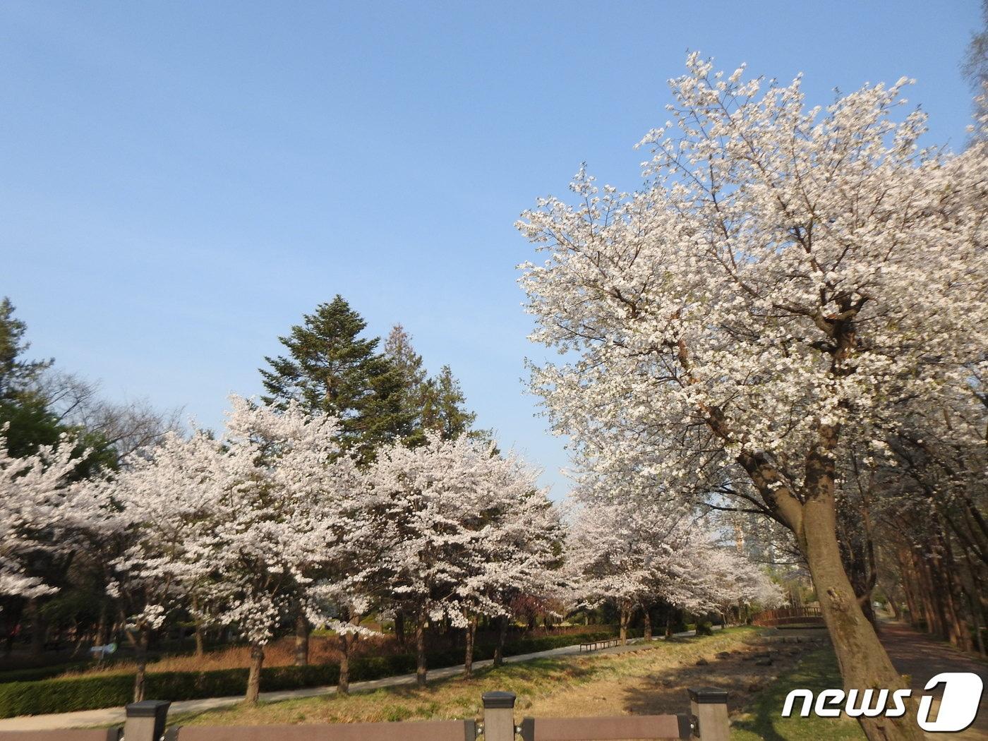 벚꽃 자료사진.&#40;경기도 제공&#41;