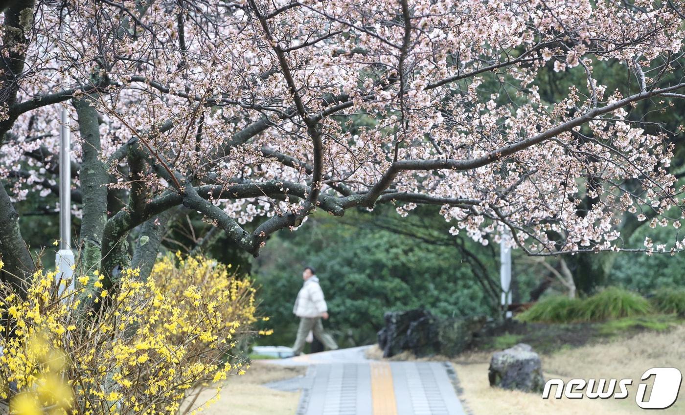 26일 오전 제주대학교 교정에 개나리와 벚꽃이 함께 피기 시작해 시선을 사로잡고 있다. 2024.3.26/뉴스1 ⓒ News1 오현지 기자