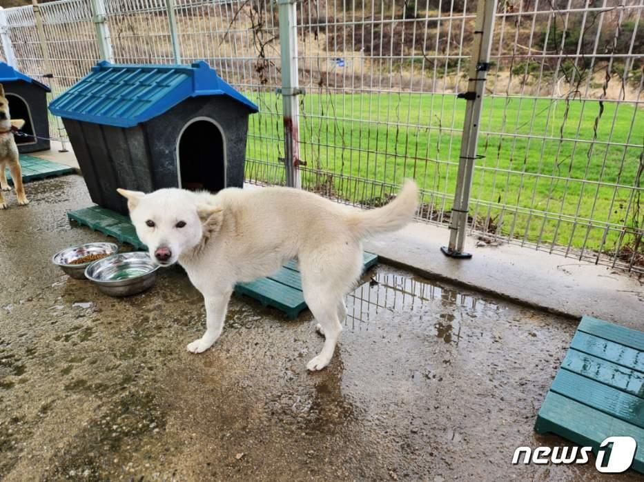  26일 충북 충주시가 농촌지역 실외사육견 중성화 수술을 지원한다고 밝혔다. 사진은 동물보호센터서 보호하고 있는 유기견.&#40;충주시 제공&#41;2024.3.26/뉴스1