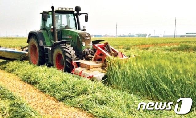 정읍시 축산업 경쟁력을 높이기 위해 국내산 조사료 생산지원에 약 103억 원을 투입한다. 조사료 생산 모습&#40;정읍시 제공&#41;2024.3.28/뉴스1