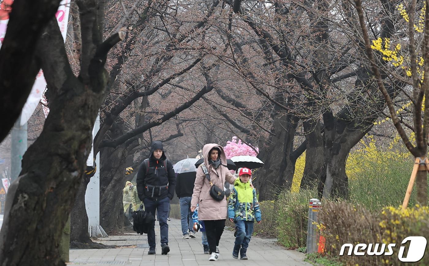 여의도 봄꽃축제 개막 날인 29일 서울 영등포구 여의도 여의서로를 찾은 외국인 관광객이 산책을 하고 있다. 2024 영등포 여의도 봄꽃축제는 29일부터 4월2일까지 국회 뒷편 여의서로 일대에서 열린다. 2024.3.29/뉴스1 ⓒ News1 김성진 기자