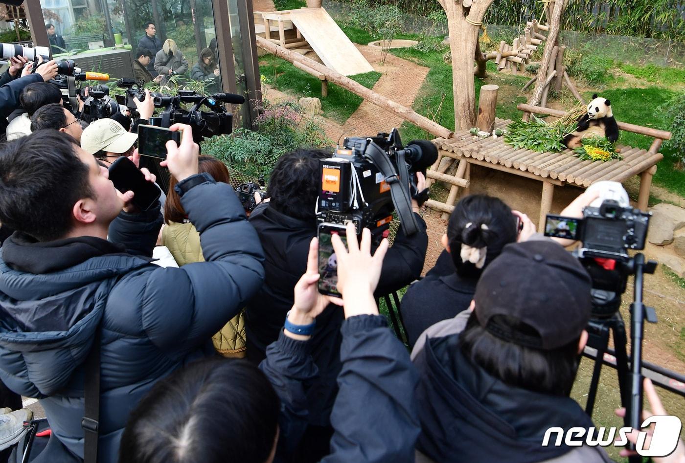 푸바오가 일반 관람객들을 만나는 마지막 날인 3일 오전 경기 용인시 에버랜드 판다월드 실내 방사장에서 푸바오가 대나무를 먹고 있다. 2024.3.3/뉴스1 ⓒ News1 사진공동취재단