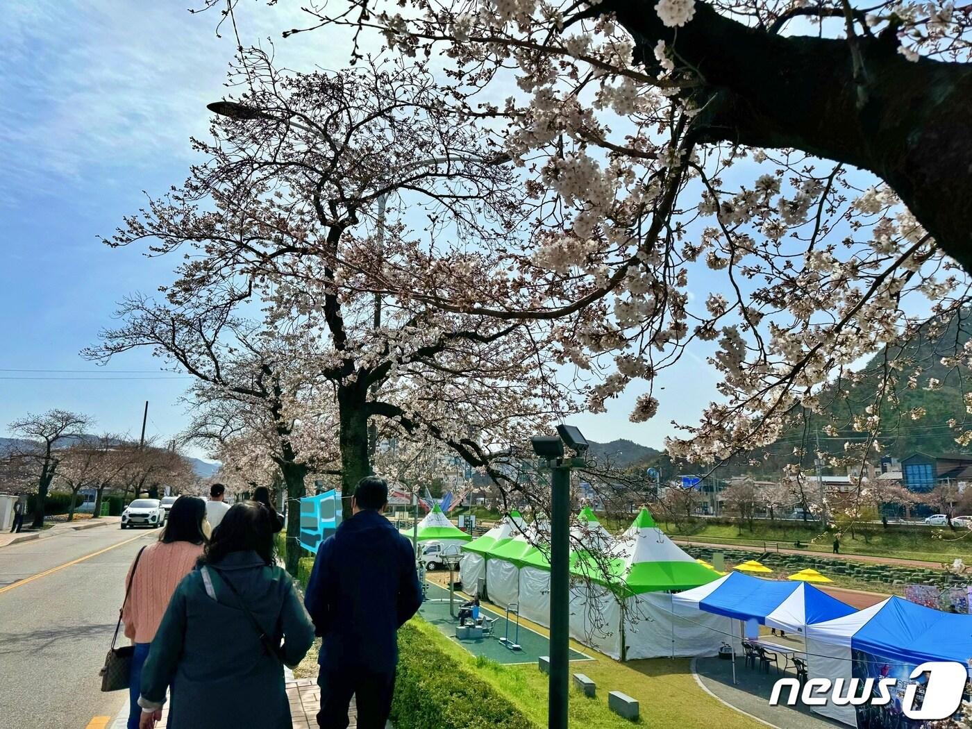 3월 마지막 휴일인 31일 전북자치도 정읍시를 찾은 관광객들이 벚꽃과 봄 정취를 만끽하고 있다.2024.3.31/뉴스1 ⓒ News1 김경현 기자