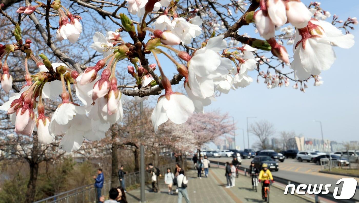  서울 마포대교 인근 벚꽃이 꽃망울을 터뜨리고 있다. 2024.3.31/뉴스1 ⓒ News1 박지혜 기자