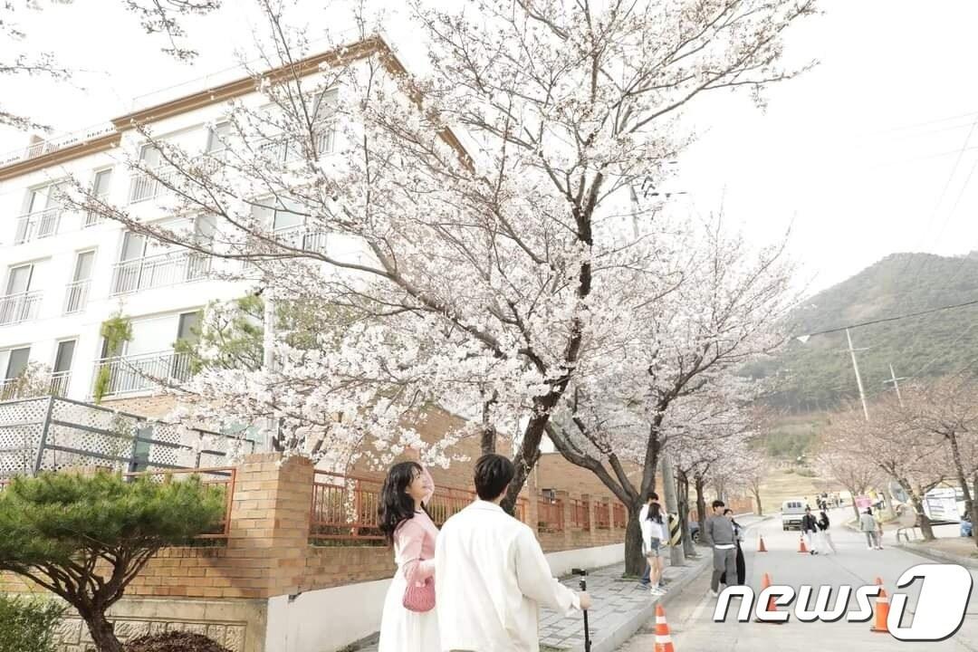 제2회 고창벚꽃축제 현장인 석정지구를 찾은 방문객들이 벚꽃 터널을 걷고 있다.&#40;고창군 제공&#41;2024.3.31/뉴스1 