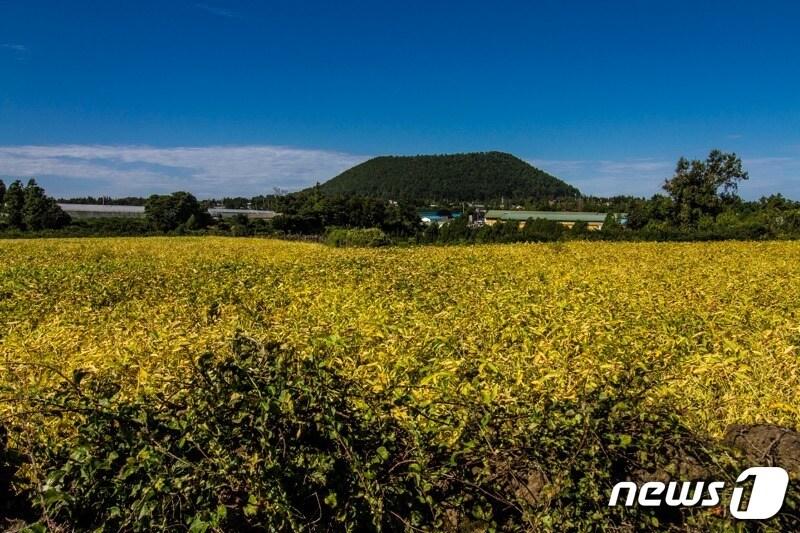 제주 저지곶자왈과 저지오름