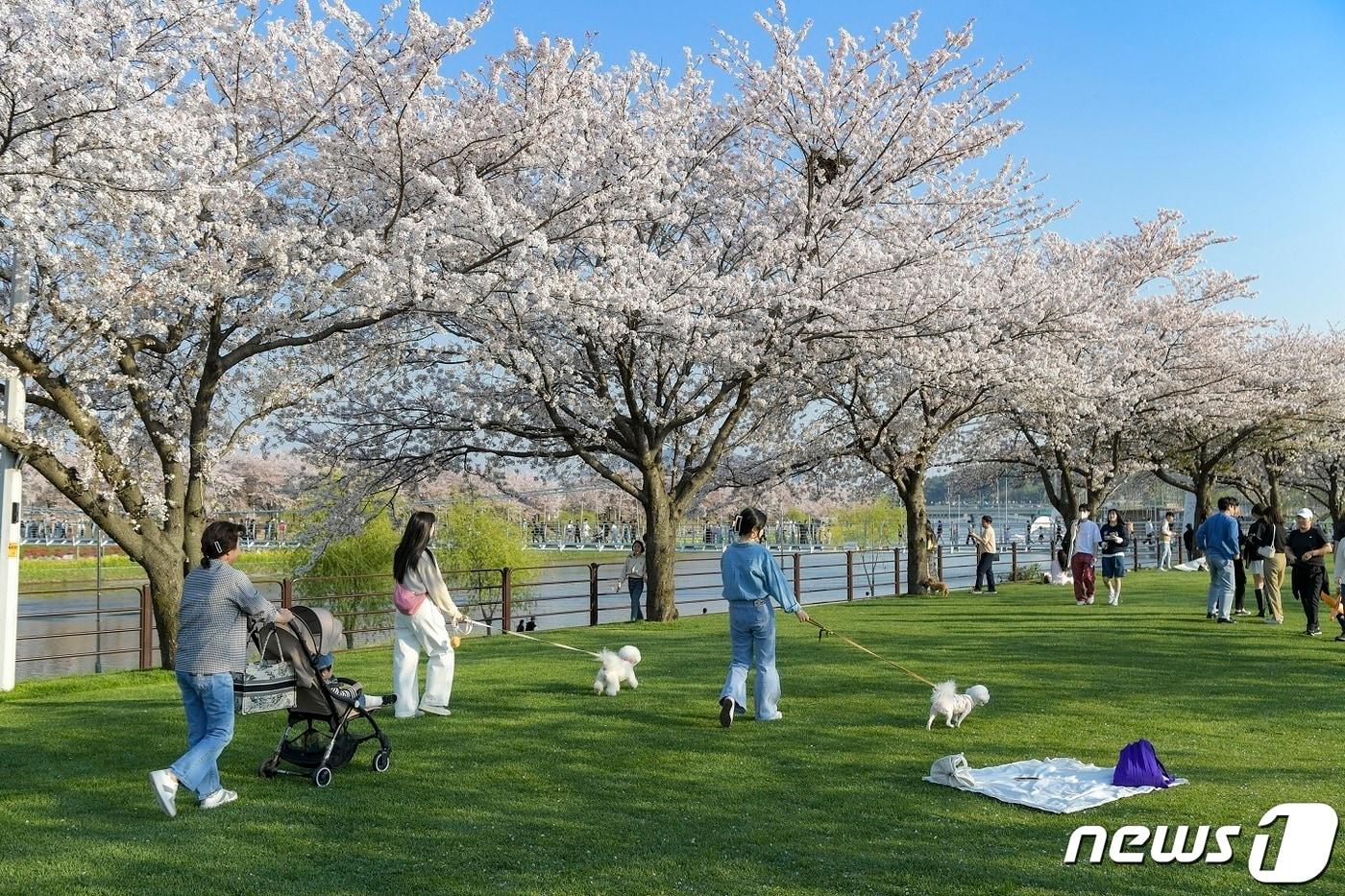 순천만국가정원에서 뛰어놀고 있는 반려견들.&#40;순천시 제공&#41;2024.3.5/뉴스1