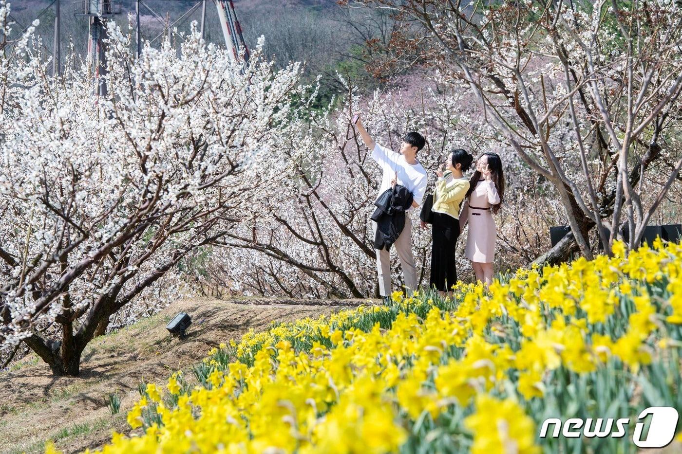 매화 테마정원 &#39;하늘정원길&#39;&#40;에버랜드 제공&#41; 2024.3.6/뉴스1