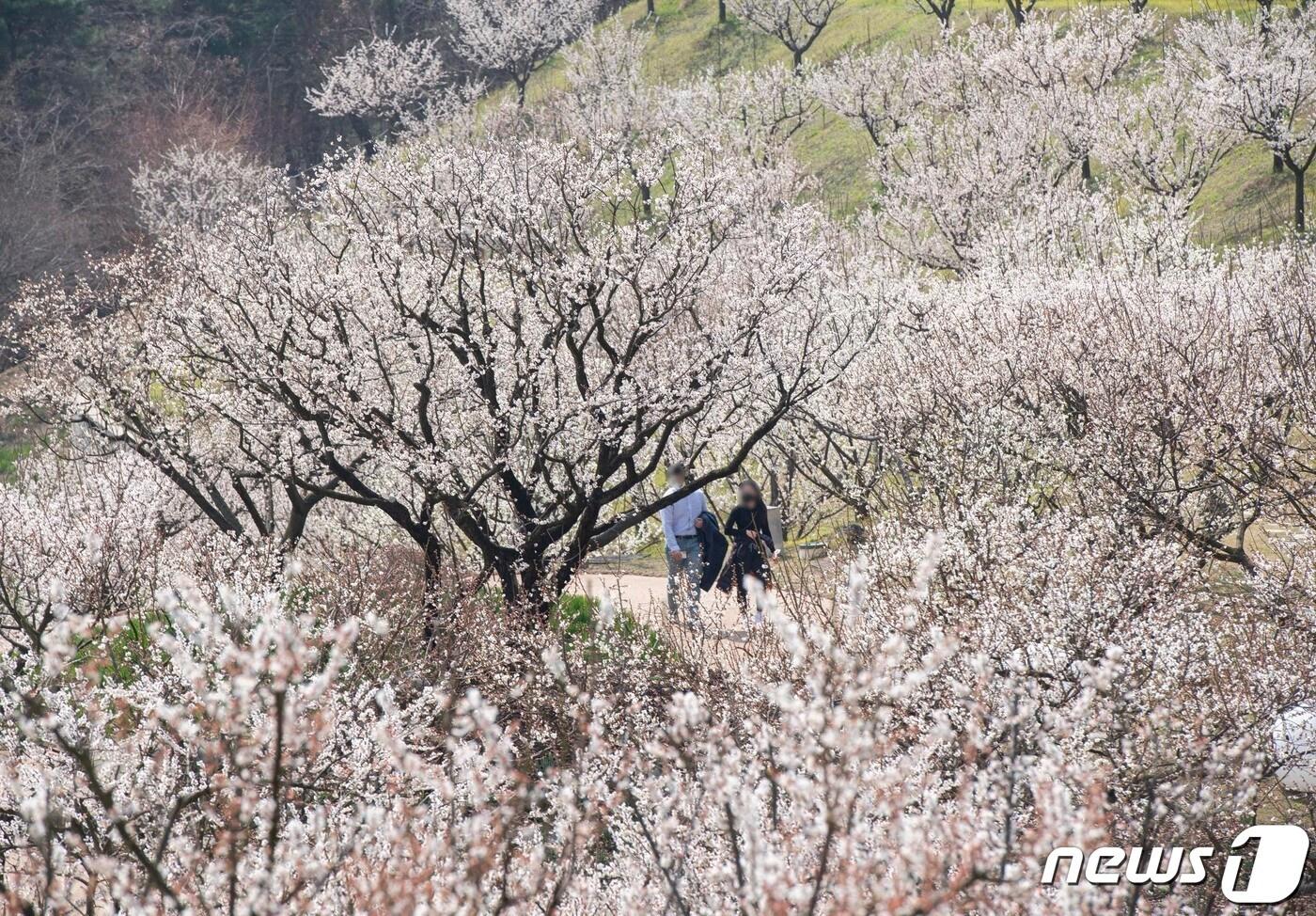 하늘정원길&#40;에버랜드 제공&#41;