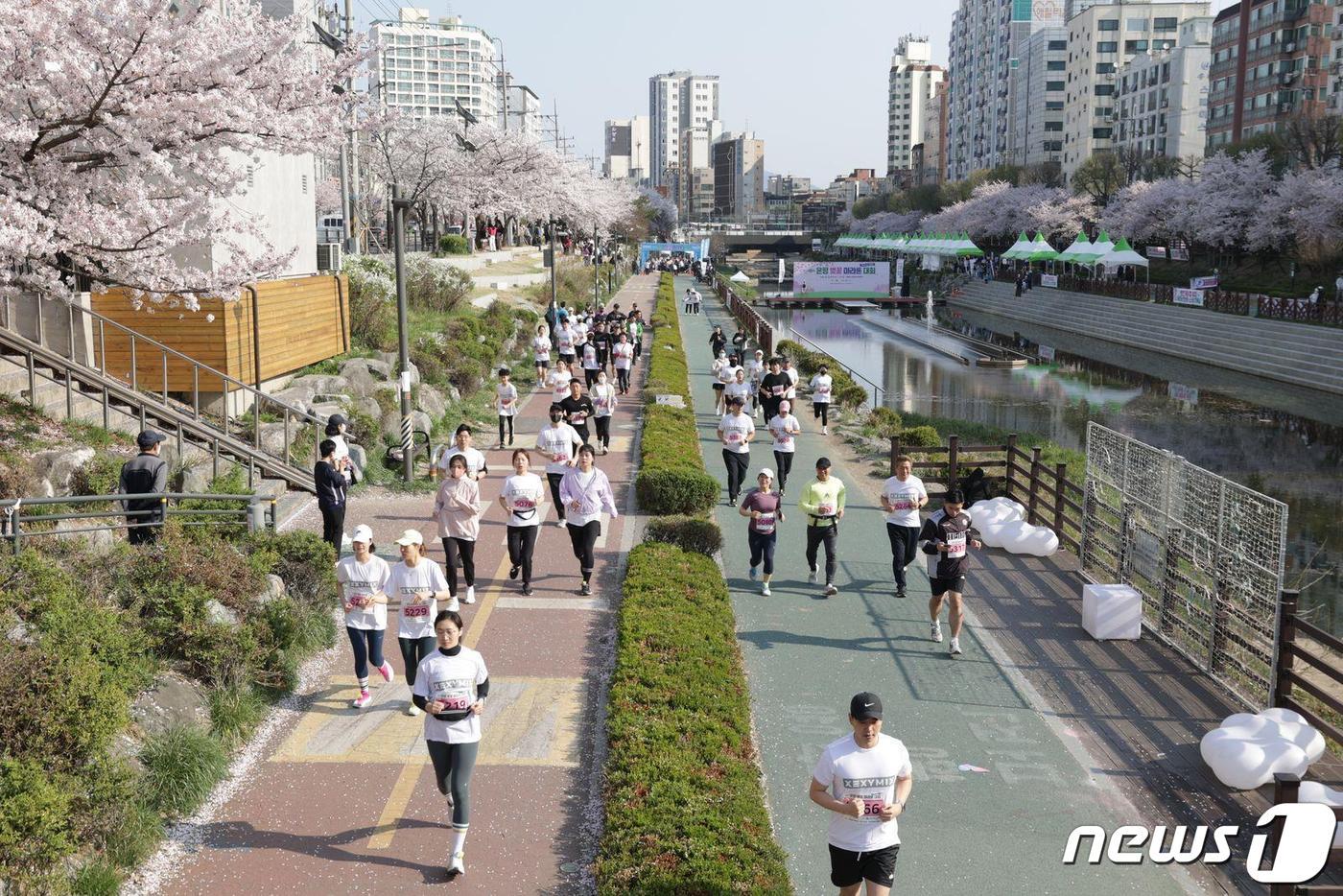 이달 31일 은평구 불광천변에서 벚꽃 마라톤대회가 열린다.&#40;은평구청 제공&#41;