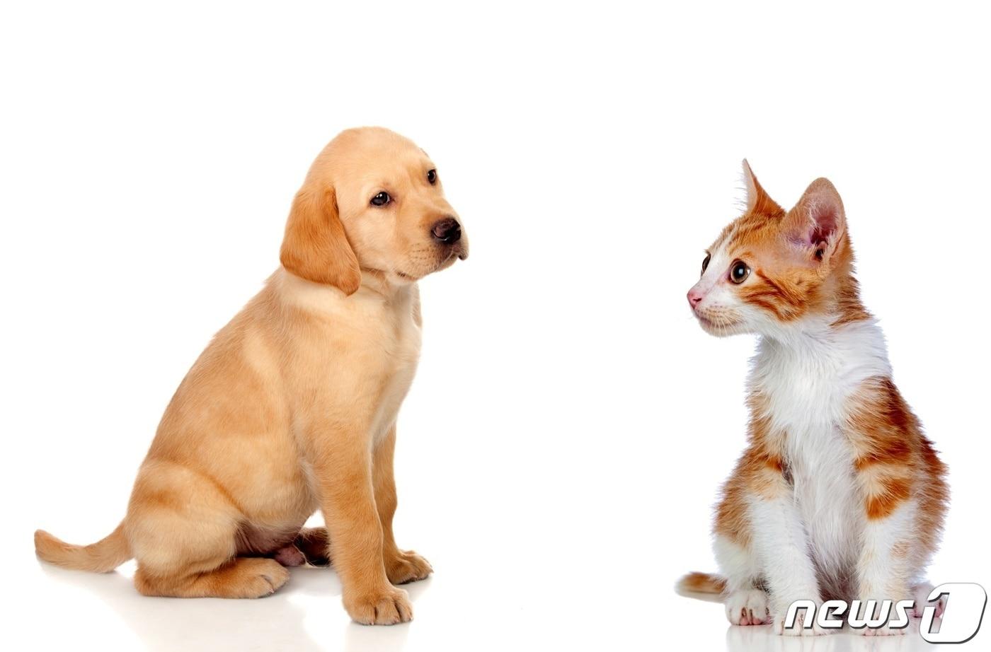 강아지와 고양이&#40;사진 이미지투데이&#41; ⓒ 뉴스1