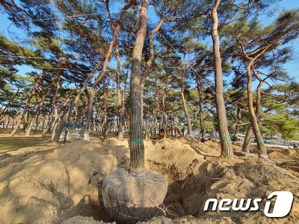 충북 영동군 양산면 송호관광지 내 노송 이식작업 모습. /뉴스1 