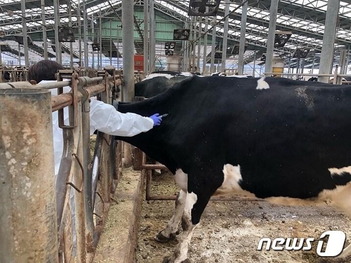 파주시의 한 축산농가에서 수의사가 구제역 백신을 접종하고 있다. &#40;파주시 제공&#41;