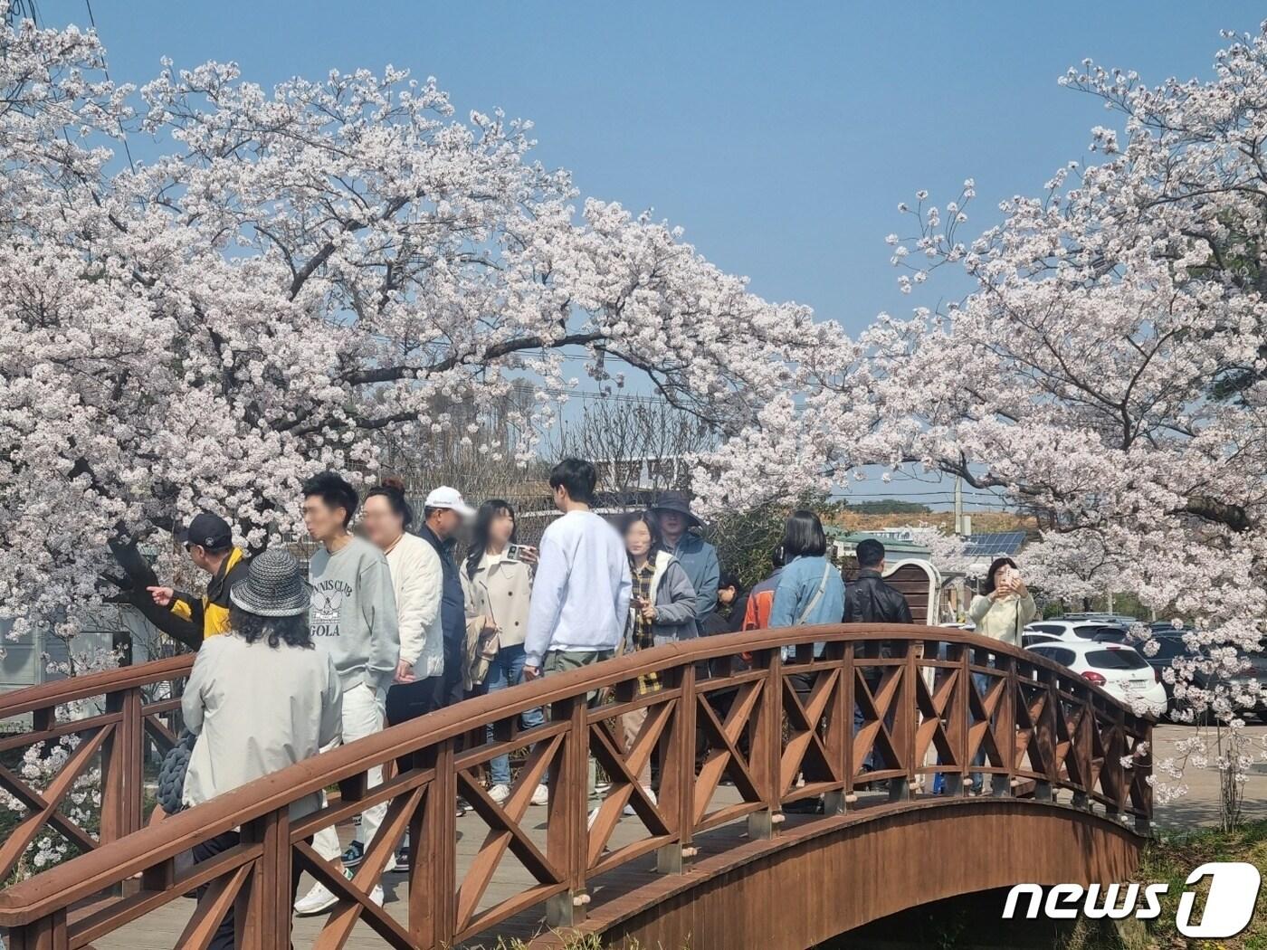 제22대 국회의원 총선거 본투표일인 10일 벚꽃이 만개한 강원 강릉 경포벚꽃축제장이 나들이객으로 북적이고 있다. 2024.4.10/뉴스1 ⓒ News1 윤왕근 기자