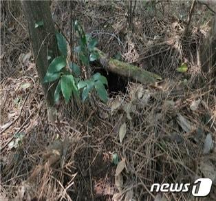 제주 오소리굴 앞에서 발견된 불법 올무&#40;영산강유역환경청 제공&#41;