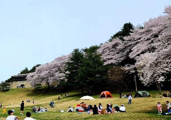 벚꽃이 만개한 청주 상당산성. &#40;독자제공&#41; / 뉴스1 