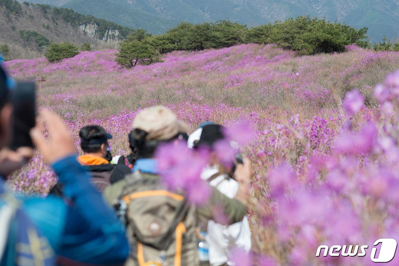 대구기상청이 14일 대구 낮 최고기온이 27도까지 오를 것으로 예보한 가운데 비슬산을 찾은 시민들이 참꽃을 보며 주말 나들이를 즐기고 있다. 비슬산은 30만평에 달하는 전국 최대 참꽃군락지가 있는 곳이다. 2024.4.14/뉴스1 ⓒ News1 이성덕 기자