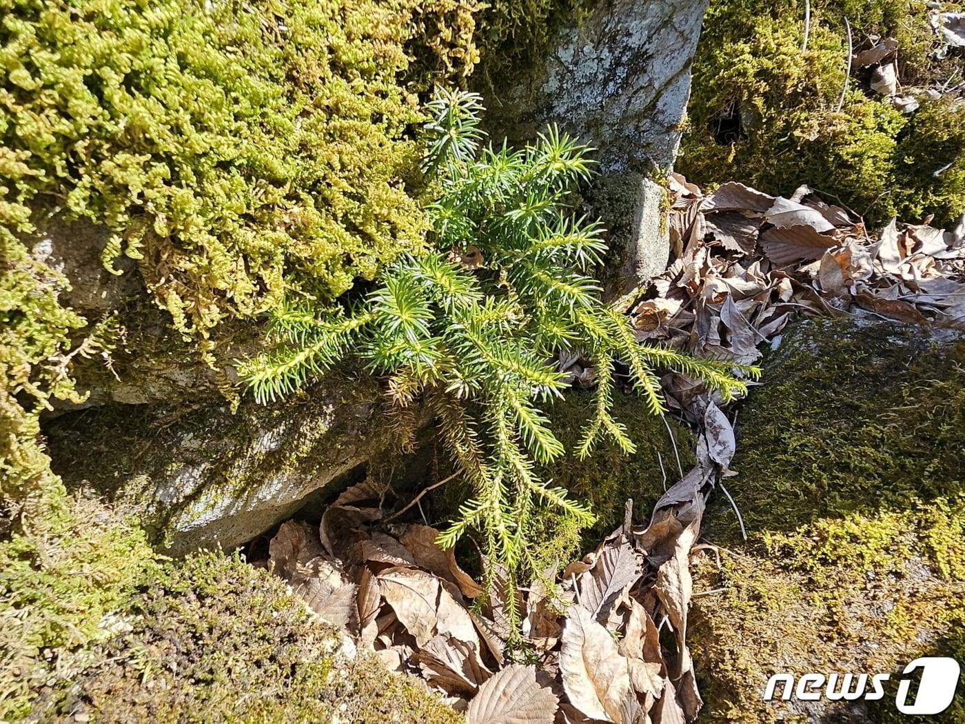 왕다람쥐꼬리의 모습. &#40;국립공원공단 무등산국립공원사무소 제공&#41; 2024.4.15/뉴스1