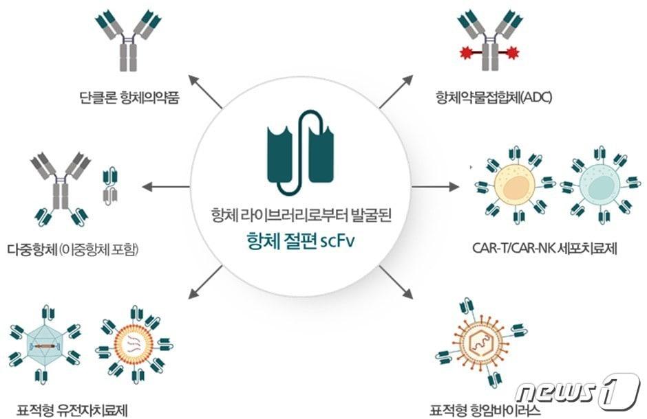 바이오의약품 내에서 플랫폼으로써의 항체.&#40;와이바이오로직스 제공&#41;/뉴스1ⓒ 뉴스1 