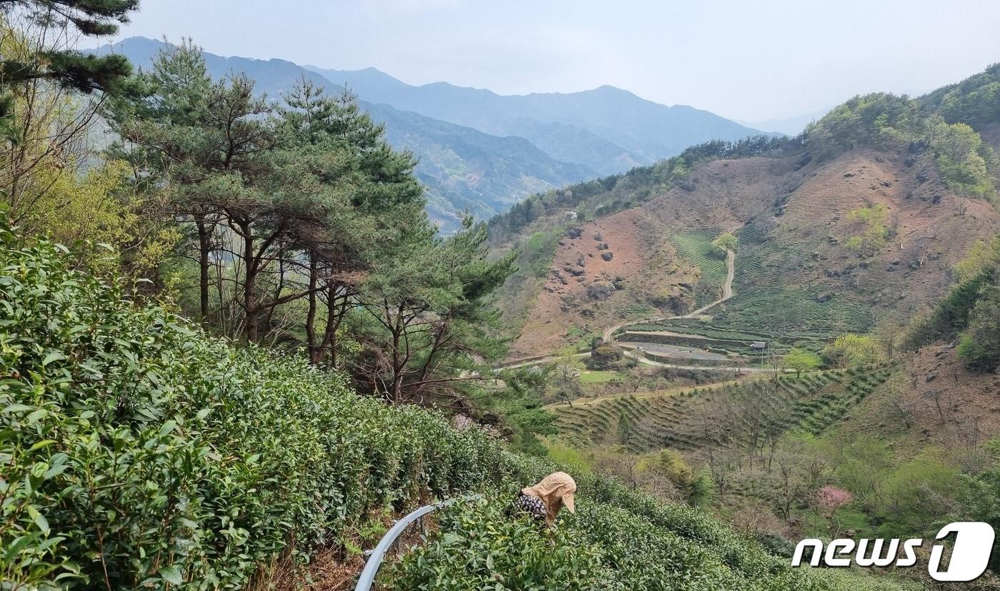 경남 하동군의 야생햇차밭.&#40;하동군 제공&#41;