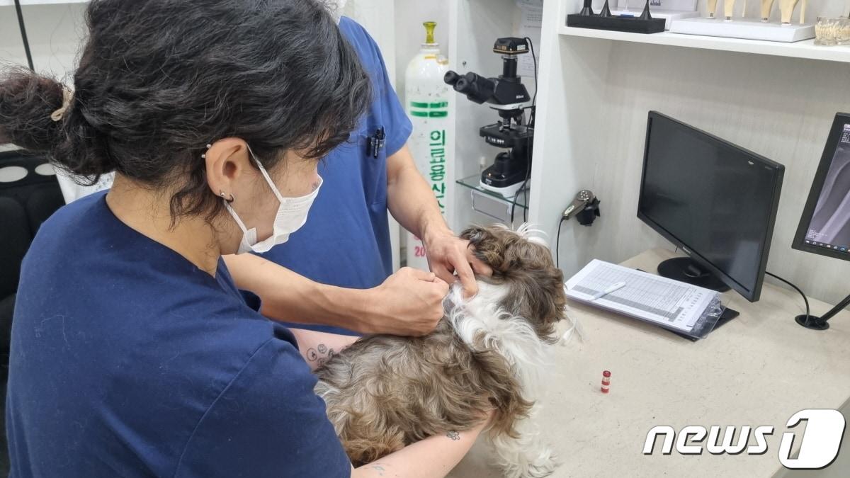 광견병 예방접종을 받고 있는 반려견. &#40;고양시 제공&#41;