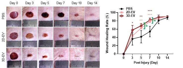 상피 오가노이드 유래 세포 외 소포체의 피부상처 치유 효과. &#40;생명연 제공&#41;/뉴스1