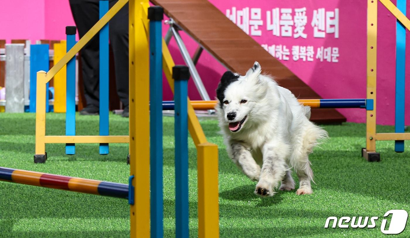 서울 서대문구 홍제동에서 열린 &#39;내품애센터&#39; 개소식에서 반려견이 장애물 달리기를 하고 있다. 2024.4.17/뉴스1 ⓒ News1 김도우 기자