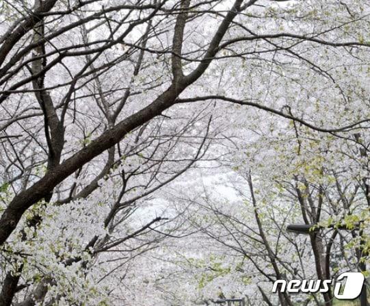 벚꽃 자료사진. 사진은 이해를 돕기 위한 것으로 기사내용과 직접 관련 없음. &#40;뉴스1 DB&#41;