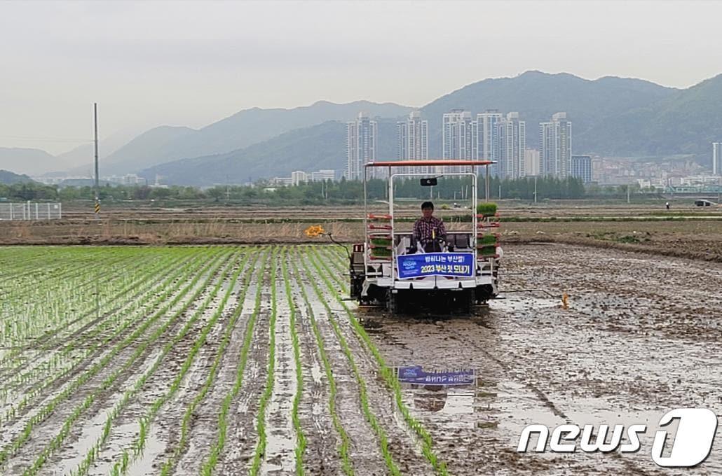 지난해 강서구에서 진행된 첫 모내기 현장&#40;부산시농업기술센터 제공&#41;