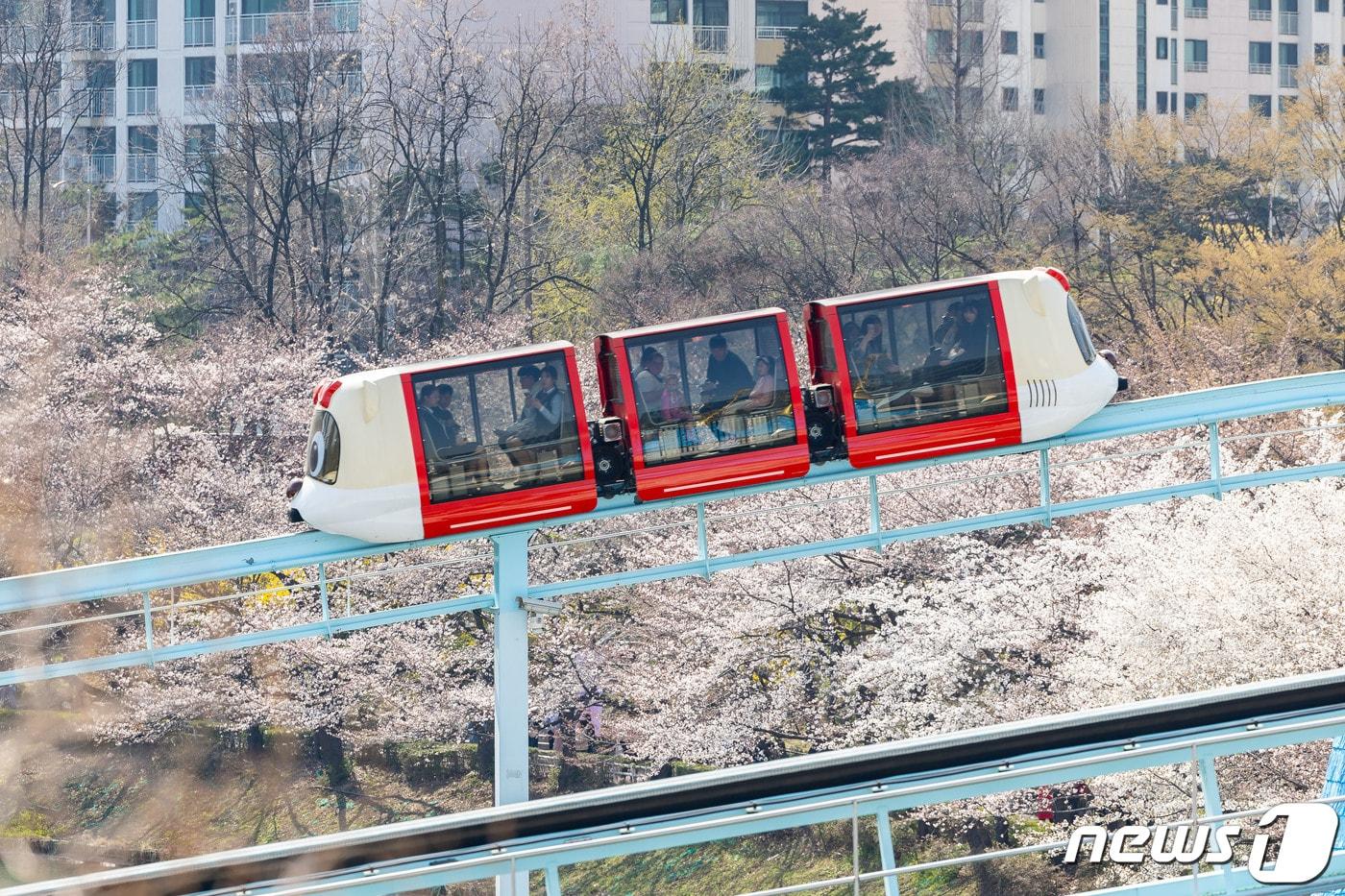 2일 벚꽃이 만개한 서울 송파구 롯데월드를 찾은 관람객들이 놀이기구를 즐기고 있다. 롯데월드 어드벤처는 벚꽃 시즌을 맞아 ‘벚꽃 브릿지’를 오는 7일까지 운영해 손님들이 매직아일랜드와 벚꽃을 배경으로 추억을 남길 수 있게 했다. &#40;롯데월드 제공&#41; 2024.4.2/뉴스1