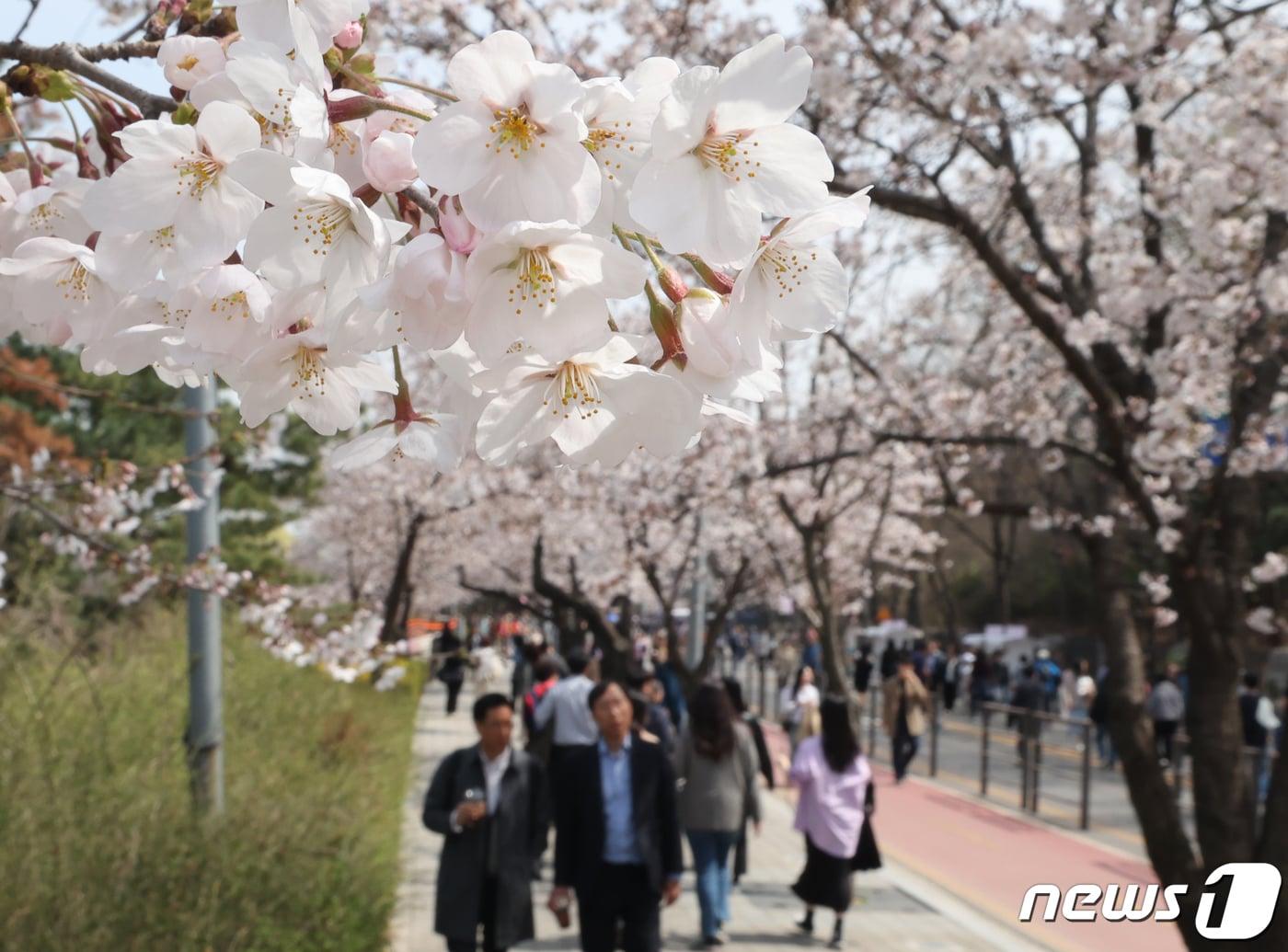 2일 서울 영등포구 여의서로에서 열린 &#39;여의도 봄꽃축제&#39;에서 시민들이 벚꽃길을 걸으며 봄을 만끽하고 있다.  2024.4.2/뉴스1 ⓒ News1 ,송원영 기자