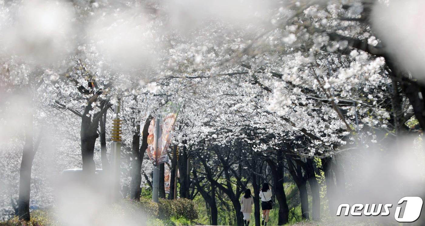 완연한 봄 날씨를 보인 2일 전북자치도 전주시 조경단로 일원에 벚꽃이 활짝 피어 있다. 2024.4.2/뉴스1 ⓒ News1 유경석 기자