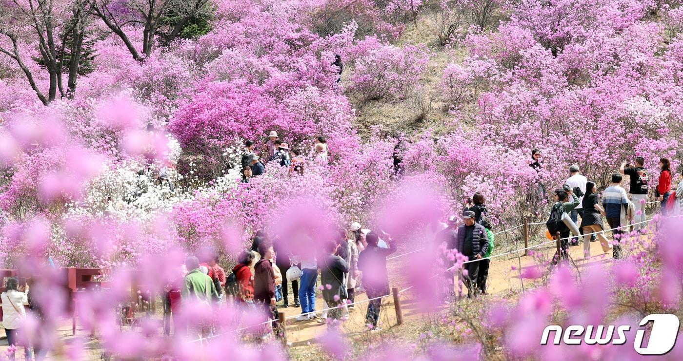 경기 부천시 원미산에서 나들이 객들이 진달래 길을 걸으며 봄을 만끽하고 있다. 2024.4.2/뉴스1 ⓒ News1 김명섭 기자