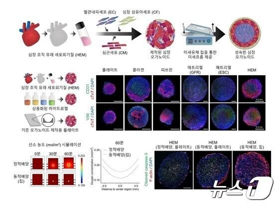 심장 미세환경 구현한 심장 오가노이드 제작 과정 및 우수성. &#40;기초연 제공&#41;/뉴스1