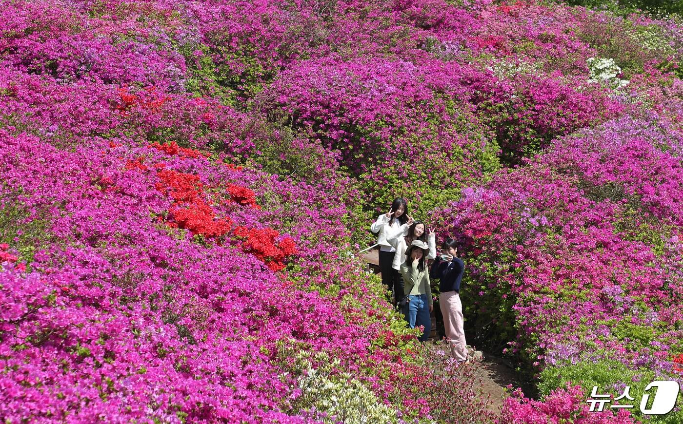 25일 부산 부산진구 백양산 애진봉을 찾은 등산객들이 활짝 핀 철쭉 군락지를 둘러보며 봄기운을 만끽하고 있다. 2024.4.25/뉴스1 ⓒ News1 윤일지 기자