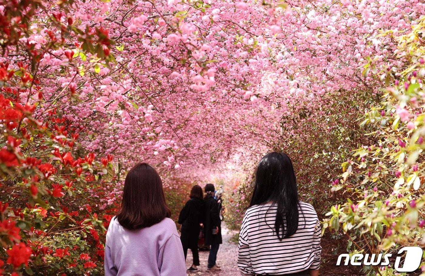 전남 강진의 대표 관광지인 군동면 남미륵사 서부해당화 꽃터널. ⓒ News1