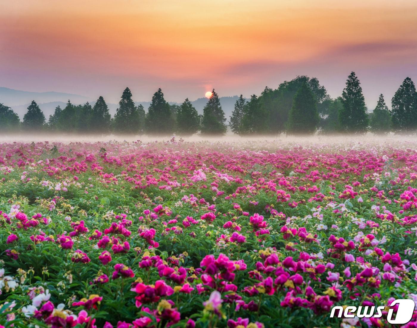 제8회 합천관광 전국 사진 공모전 입선작 &#39;작약꽃 일출&#39;&#40;합천군 제공&#41;.