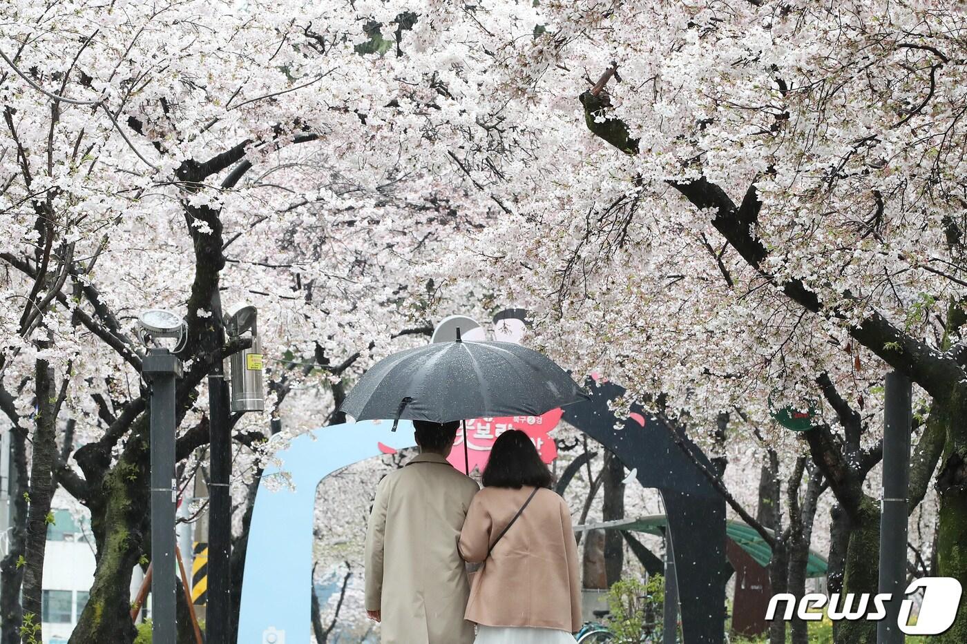 3일 오후 대구 북구 대구시청 산격청사 앞 꽃보라동산에서 우산을 쓴 시민들 봄비에 젖은 벚꽃을 감상하며 산책하고 있다. 2024.4.3/뉴스1 ⓒ News1 공정식 기자&#40;사진은 기사 내용과 무관함&#41;