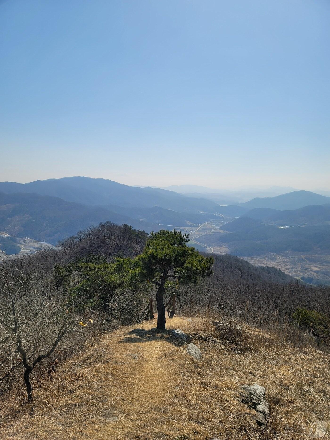 전북자치도 고창군 성송면 고산 소나무 &#39;만나서 반갑송&#39;&#40;고창군 제공&#41;2024.30/뉴스1 